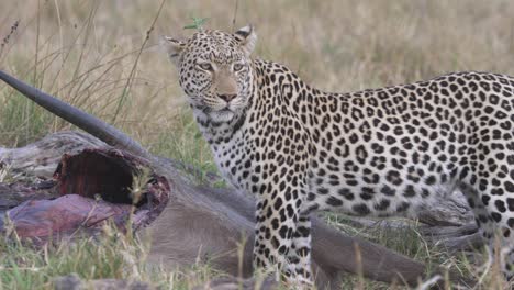 leopardo satisfecho montando guardia en la presa, antílope muerto desgarrado en pedazos