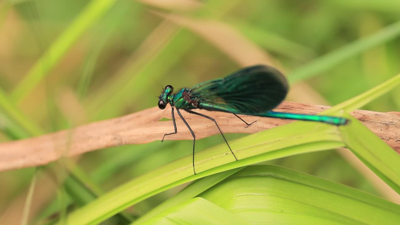 la hermosa demoiselle (calopteryx virgo) es una damselfly europea perteneciente a la familia calopterygidae. a menudo se encuentra a lo largo de aguas de flujo rápido donde está más en casa.