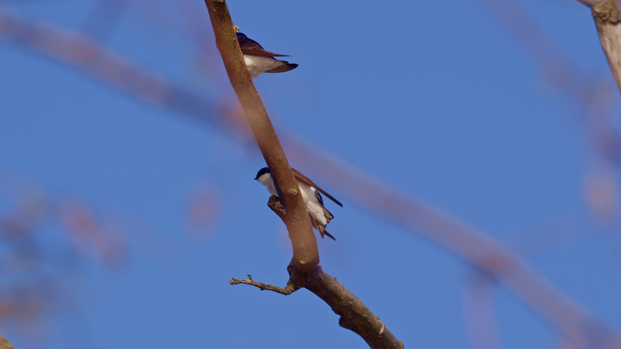 Purple martins swirl through the sky in this serene, slow-motion spring clip.
