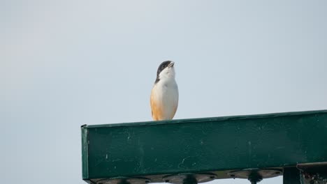 Long-tailed-Shrike-twitters-or-chitters-Perched