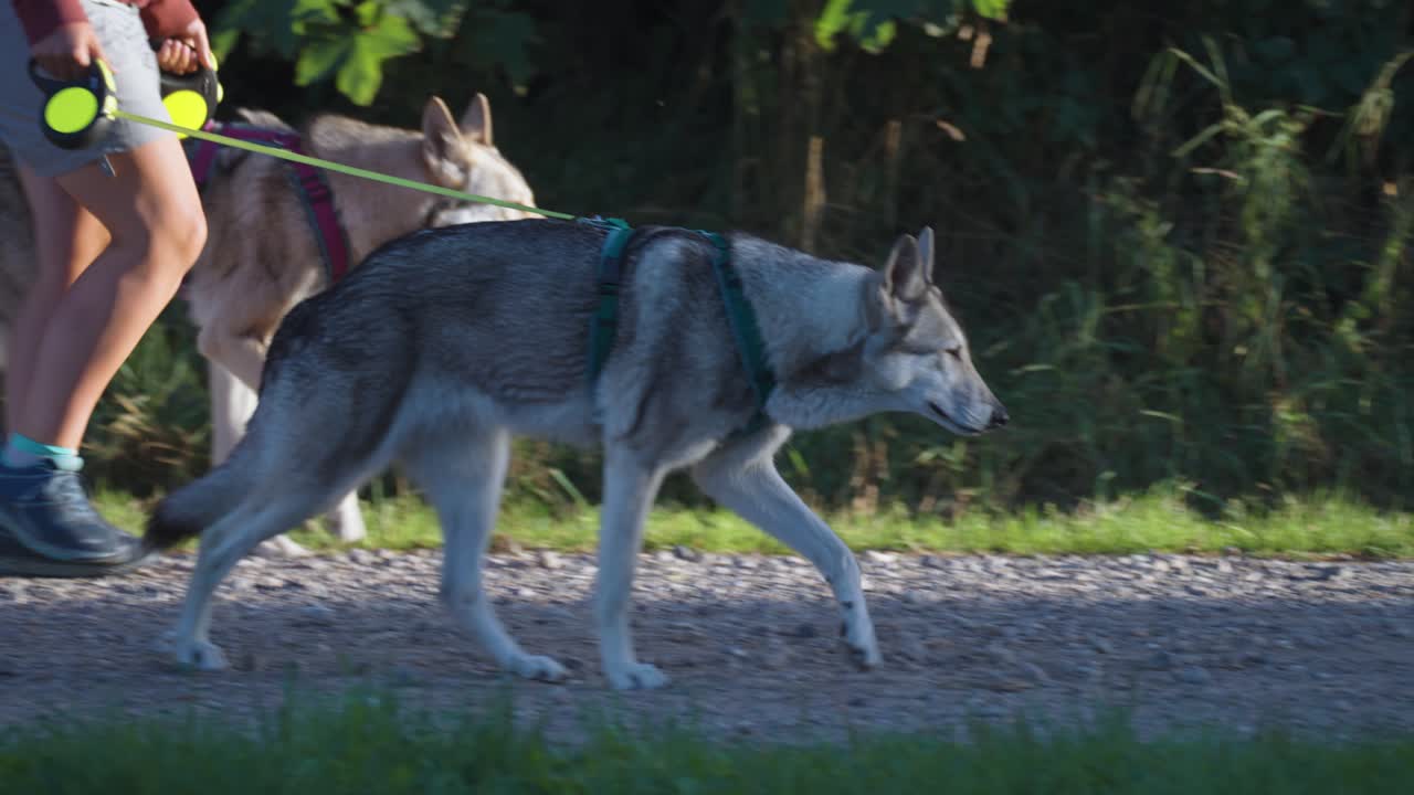 dos perros lobo checoslovacos en el paseo con su manejador