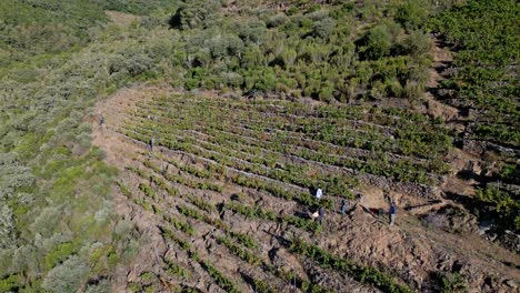 aerial orbit above workers in the vineyards of sil canyon galicia spain