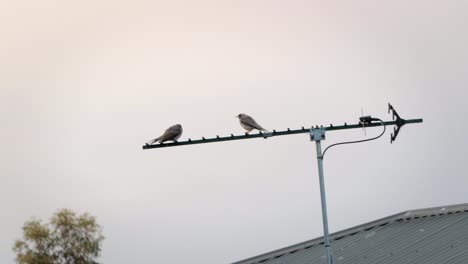 two noisy miner birds perched on tv aerial, daytime clear sky, maffra, gippsland, victoria, australia