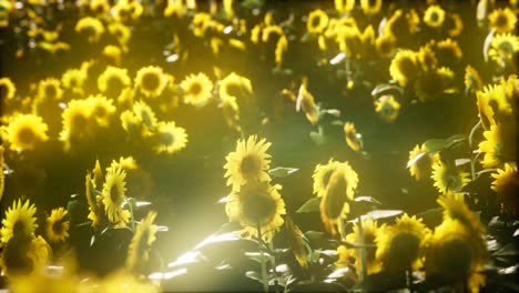 girasoles floreciendo a finales del verano