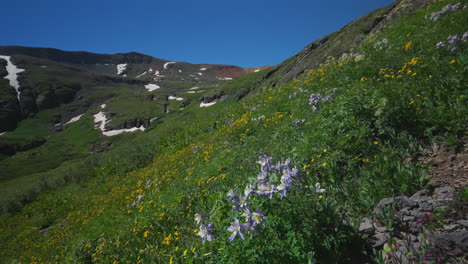 aerial cinematic columbine state yellow wildflowers colorado ice lake basin trail silverton telluride alpine tundra stunning mountain range snow mid summer daytime beautiful slow pan left motion