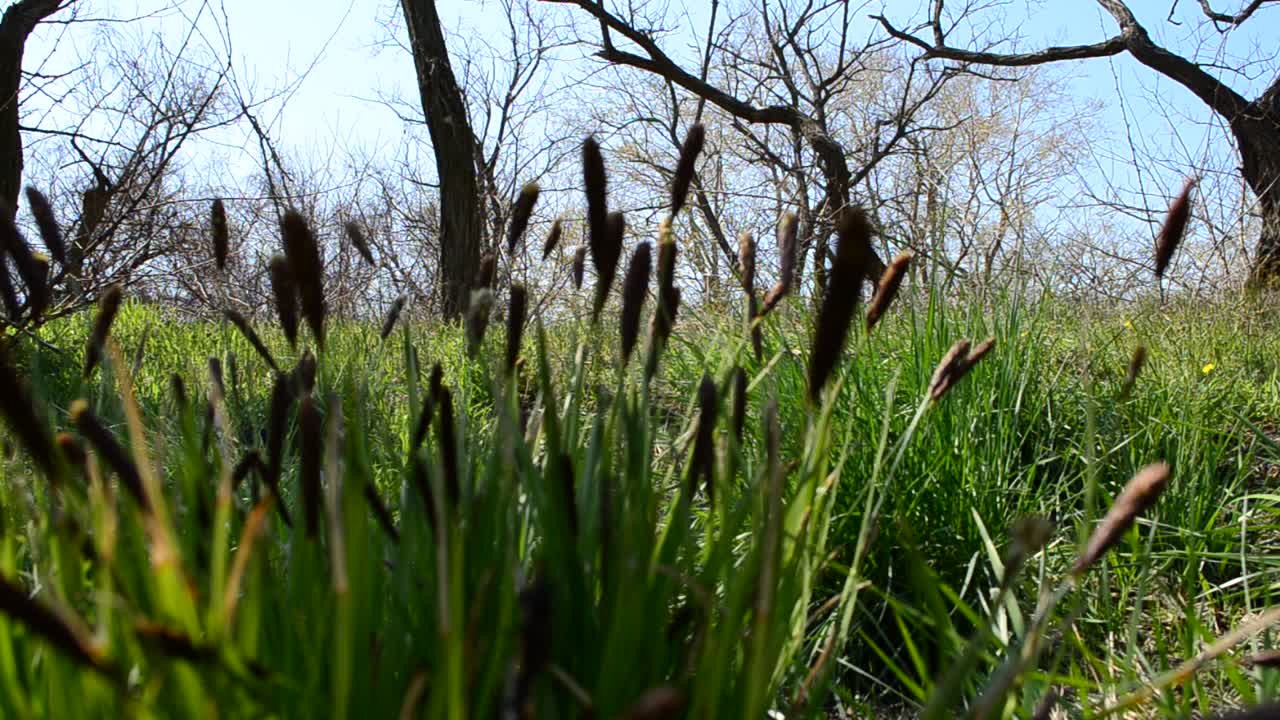 Relva primaveril. Filmagem na primavera.