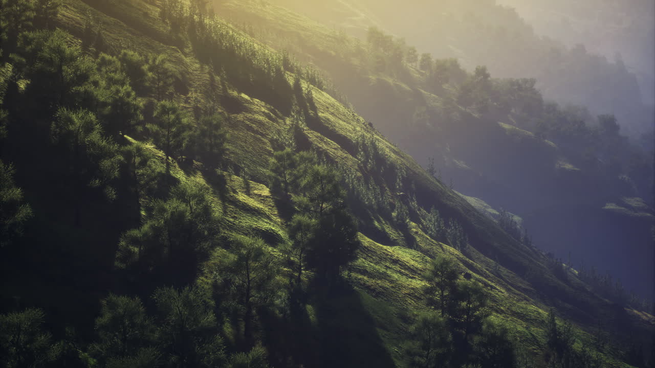 Lush green hillside under soft morning light showcasing natures tranquility