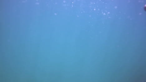 delfines 20 2