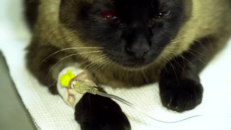 cat with a catheter in a vet at the clinic