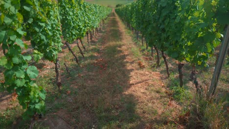 closeup shot of vines in the vineyard