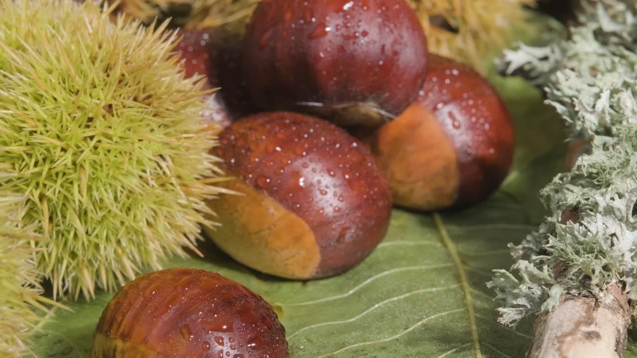 Dolly motion over Fresh raw Chestnut fruits - Ingredients Concept