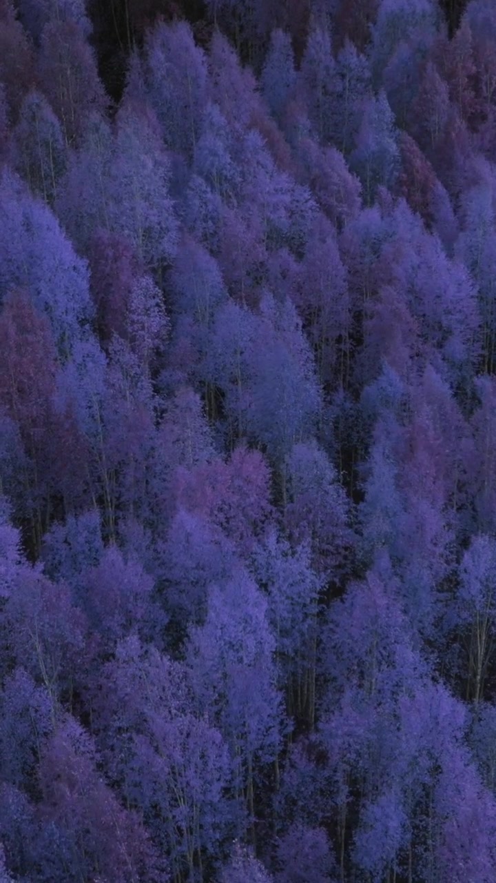 Luftfoto ovenfra af tæt skovkronetag farvet lilla og blåt i skumringen, der skaber en abstrakt naturlig baggrundstekstur til design, stemning og atmosfære.