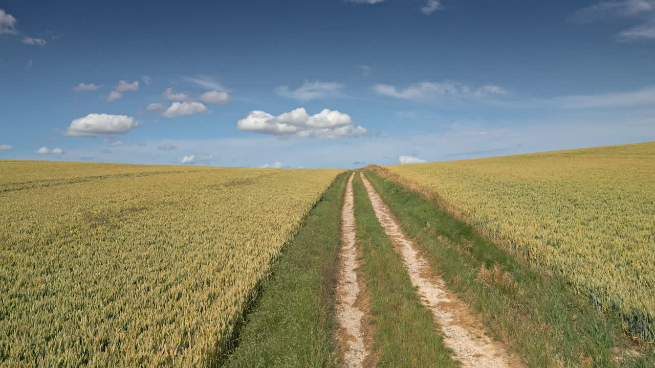Aerial view of Lincolnshire, summer crop of wheat and barley, cars along country road, tractor tracks