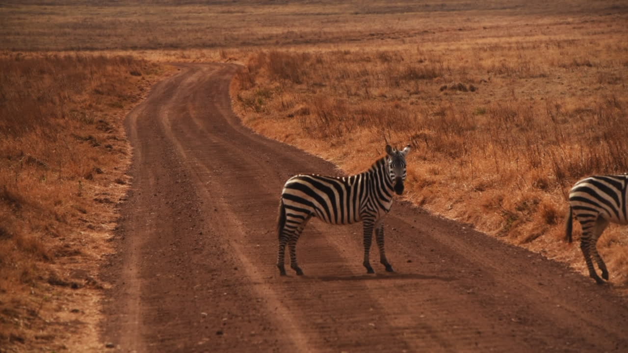 Zebre che attraversano una strada sterrata nel Serengeti, una si ferma e guarda la telecamera.