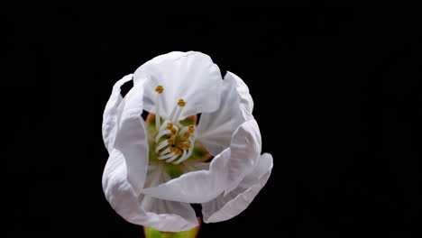 close-up of a white blossom