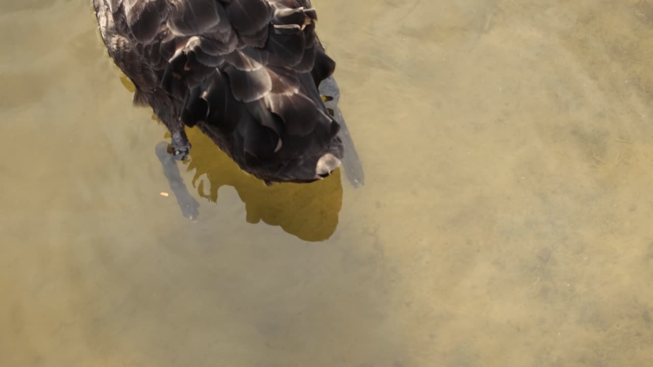 우아한 검은 백조가 조용한 물 위에 미끄러져