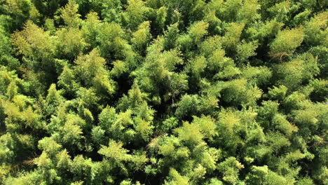 aerial view over a giant bamboo forest windy green canopy sunny day, france