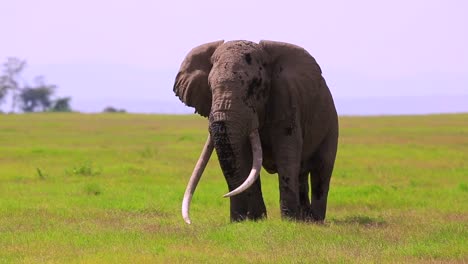 Famoso-Elefante-Del-Parque-Nacional-Amboseli-&quot;tim&quot;-Con-Enormes-Colmillos-De-Marfil