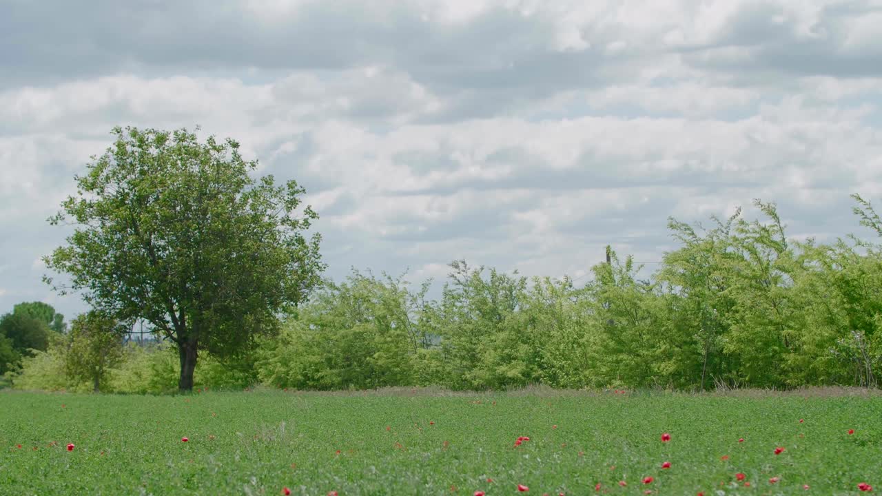 나무와 극적인 하늘, 풍경 배경이 있는 잔디밭