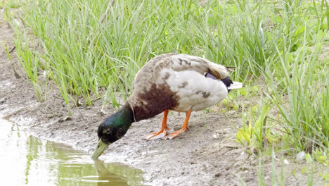 Mallard-duck-moving-through-the-marshlands-looking-for-food