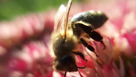 Makro-Nahaufnahme-Einer-Honigbiene-Auf-Einer-Gartenblume-2