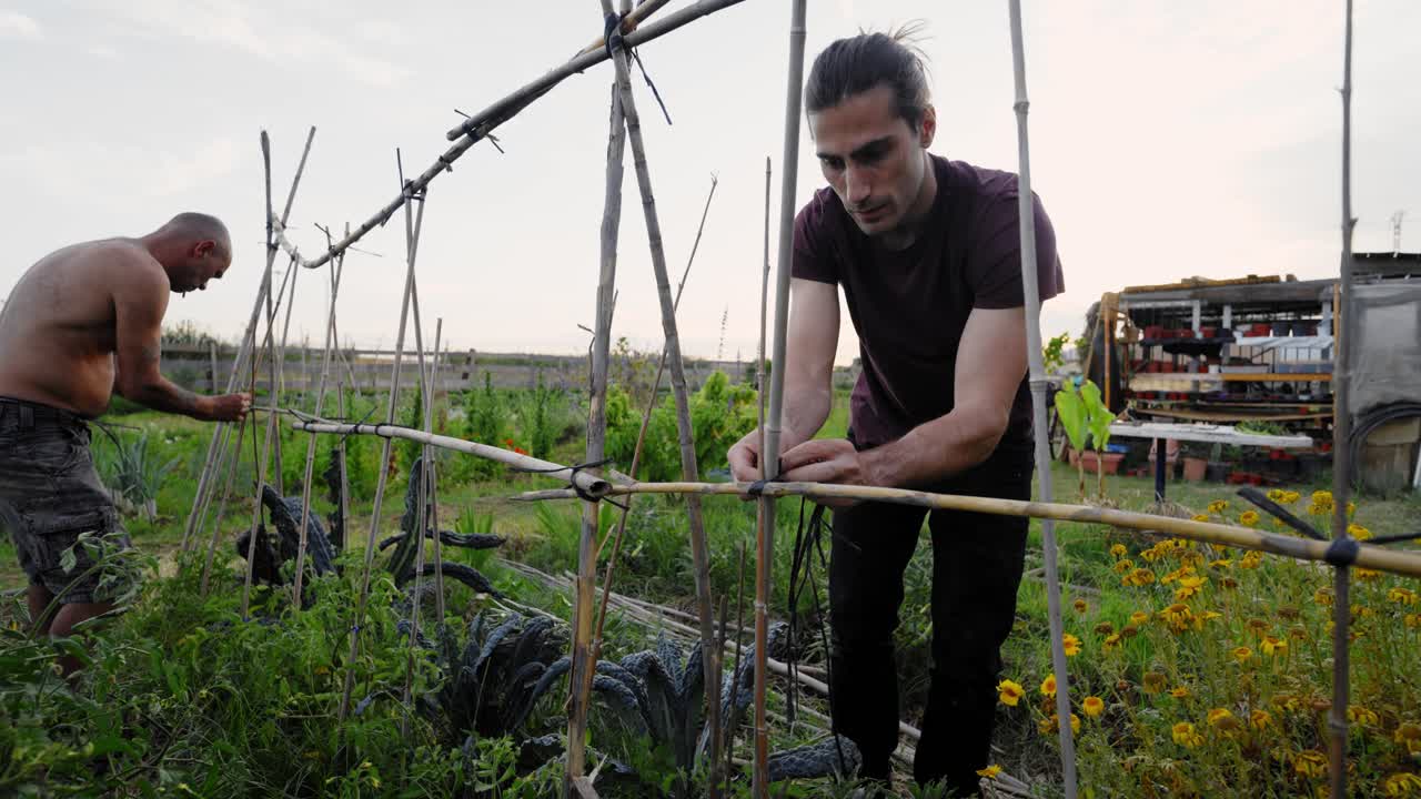 Two farmers building bamboo trellis for plants