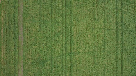 grass field meadow with tractor and animal traces tracks aerial view