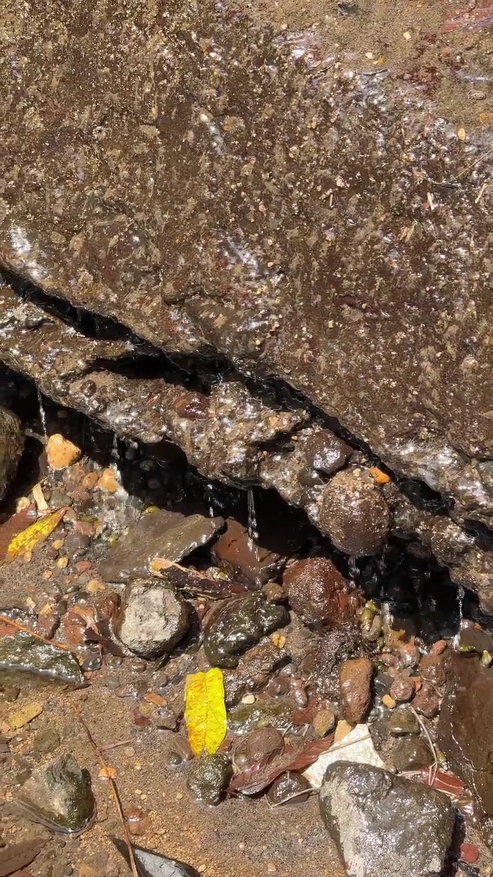 Acqua che gocciola da una formazione rocciosa umida e muschiosa.