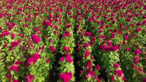 Drone-video-of-a-whole-terciopelo-flower-crop-in-Puebla,-México