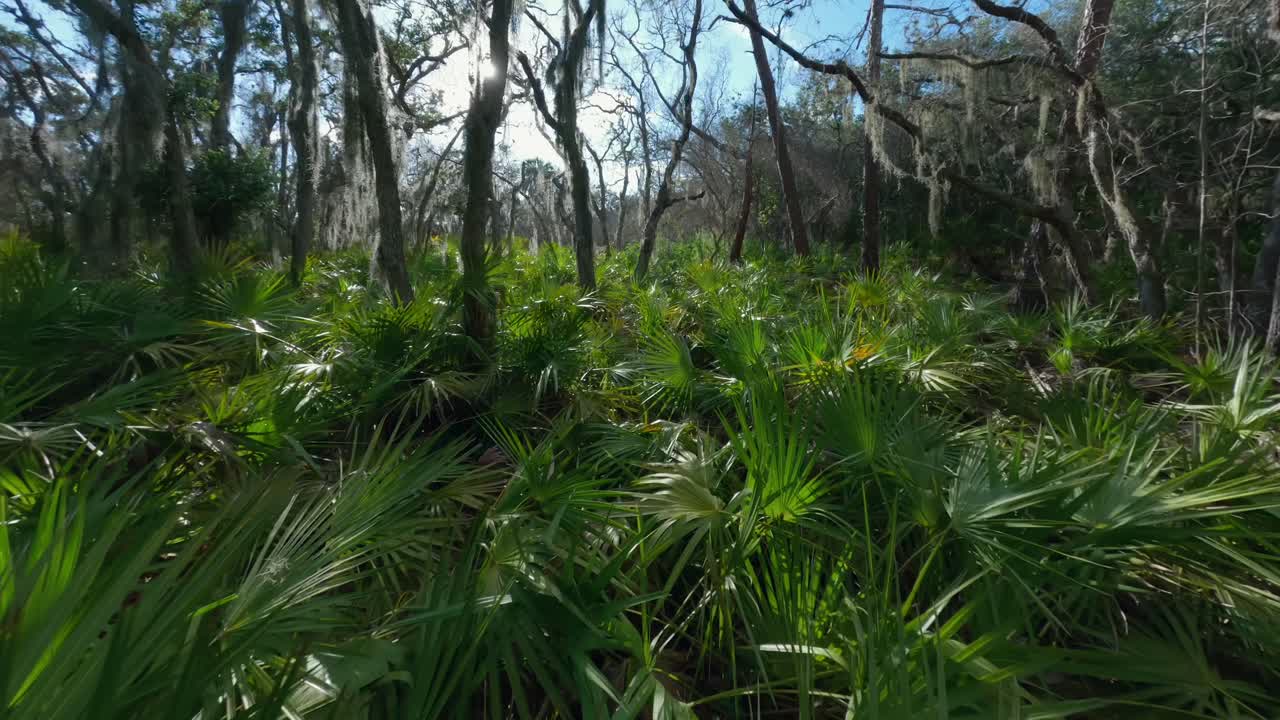 este es un video lento y suave de un bosque de florida filmado en un dron fpv volando a través de pequeñas brechas en un exuberante bosque verde de florida con palmeras y viñas entregando