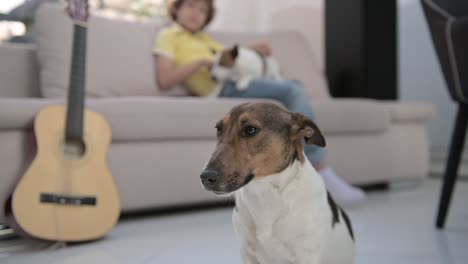 camera focuses on a dog lying on the floor, a blond boy sitting on the sofa caresses his other dog in the background