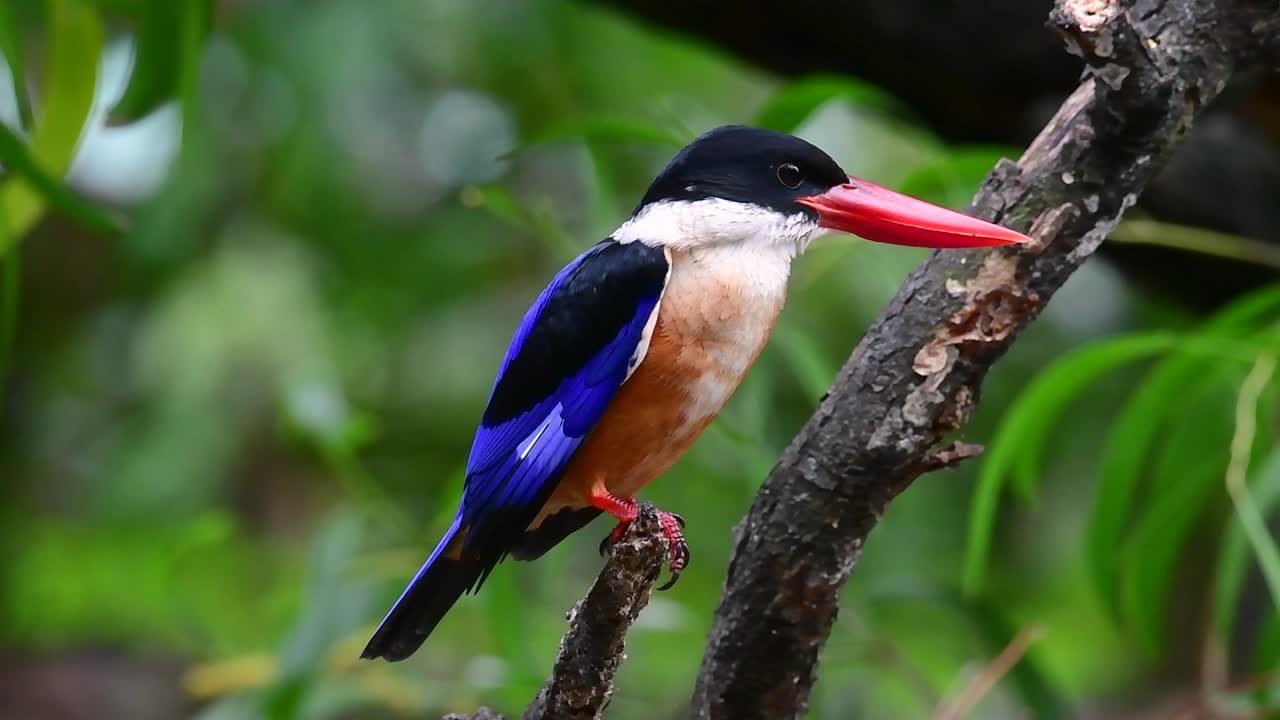 el martín pescador de gorra negra tiene un pico rojo como un caramelo y una gorra negra que se encuentra en tailandia y otros países de asia
