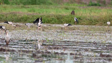 seen from behind while raising its wings up and foraging for something to eat, a flock of asian openbill stork foraging around