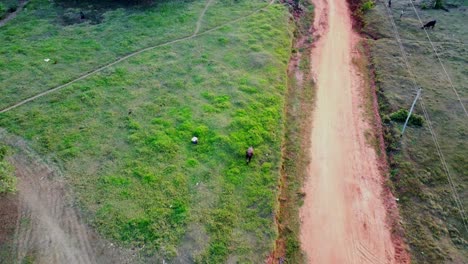 Farmer-grazing-her-cow-in-rural-fields-on-the-outskirts-of-the-city-and-a-pig-is-also-seen-wandering-on-the-sandy-street