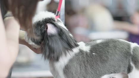 a groomer cuts a shitzu or shih tzu dog dog on a grooming table in a dog beauty salon