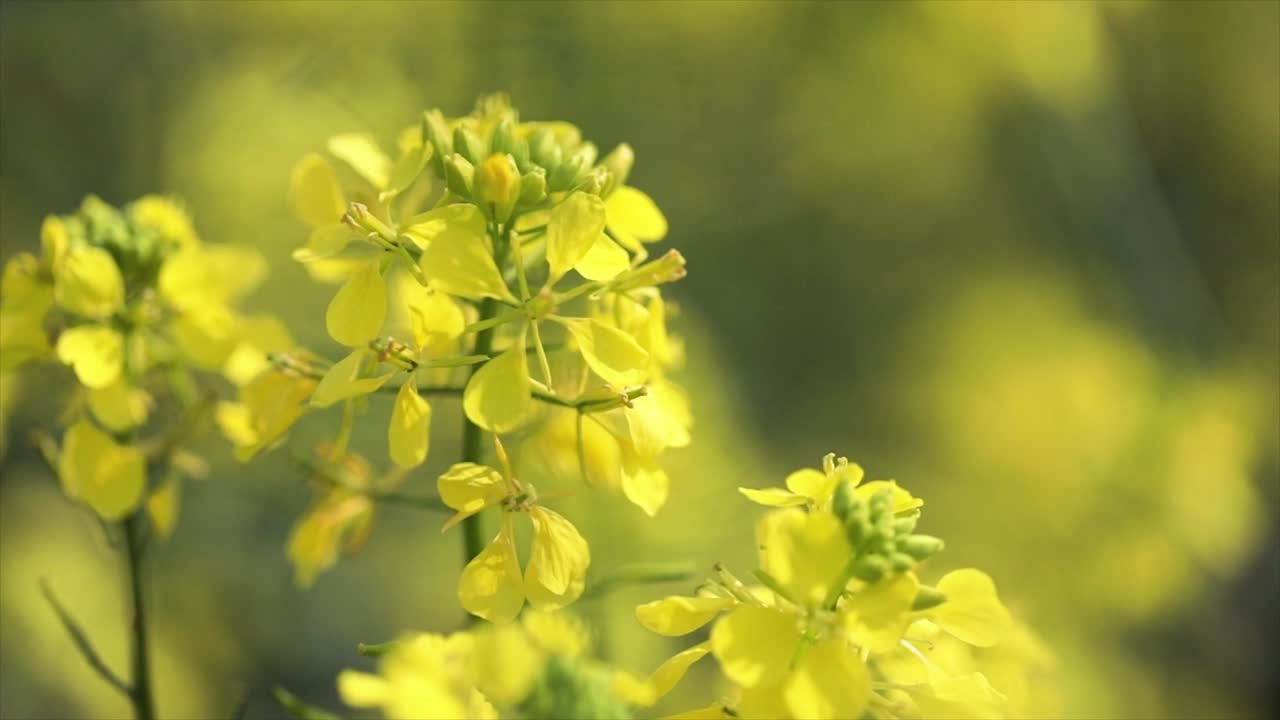 Mustard flowers. Mustard &ndash; mystical flower of happiness and health.