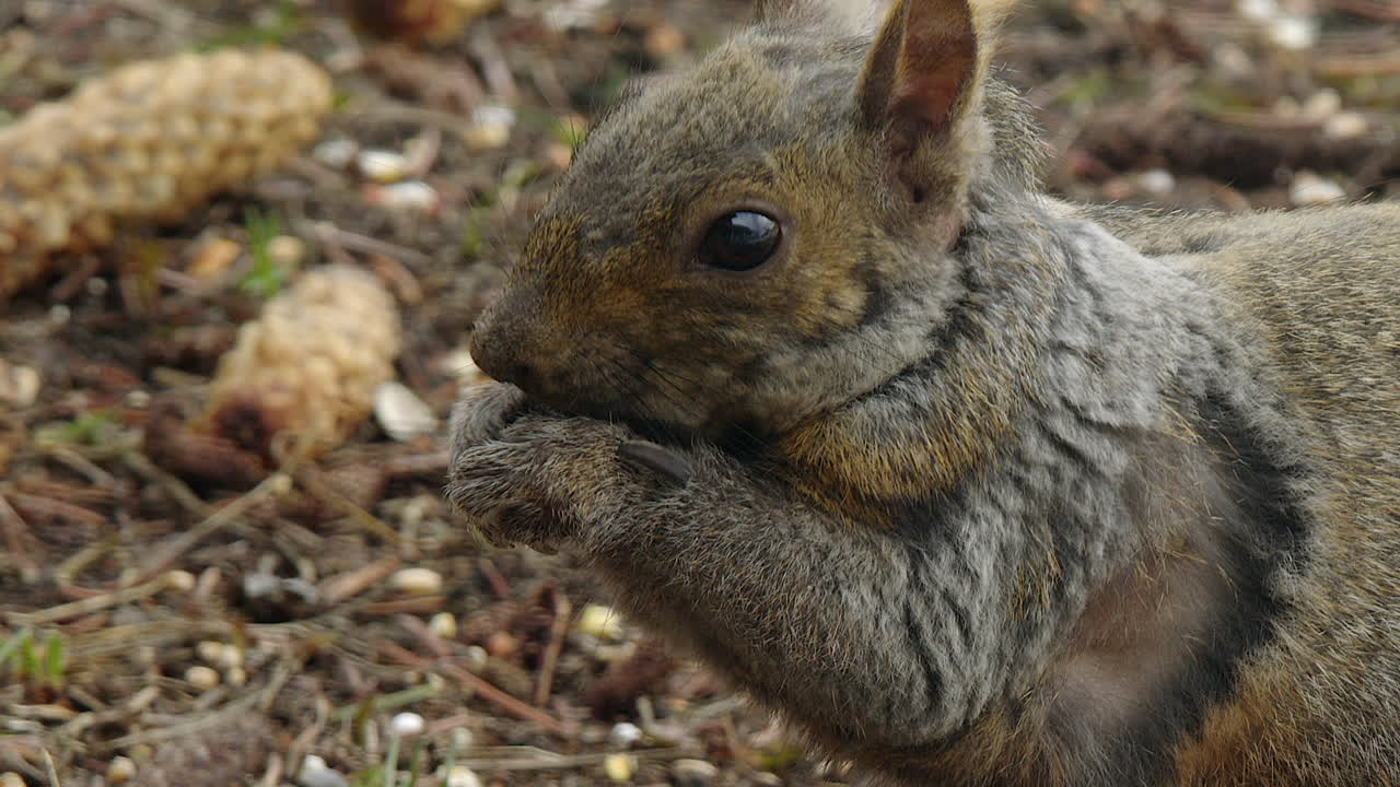 primer plano: ardilla gris comiendo semillas entre cones de pino en el suelo del bosque