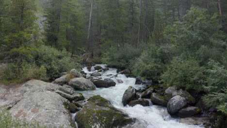 volando su un piccolo fiume di montagna con ricca vegetazione alpina