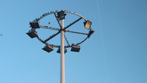 Aves-En-Un-Poste-De-Luz-De-Mástil-Alto-Contra-El-Cielo-Azul-En-El-Aeropuerto-De-París-CDG-En-Francia