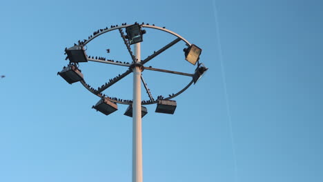 pájaros en postes de luz de mástil alto contra el cielo azul en el aeropuerto de parís-cdg en francia