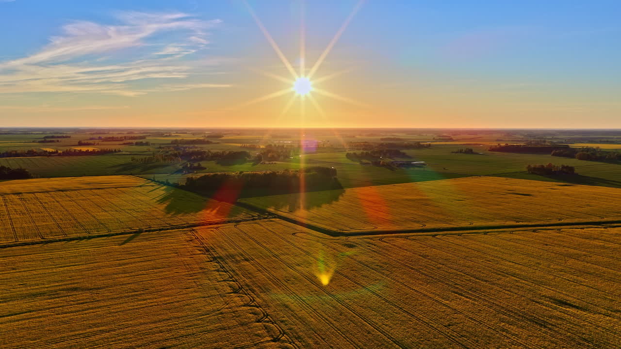 Agriculture field crop cereal rapeseed oil at sunset sunrise sun on clear blue sky