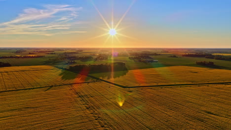 agriculture field crop cereal rapeseed oil at sunset sunrise sun on clear blue sky