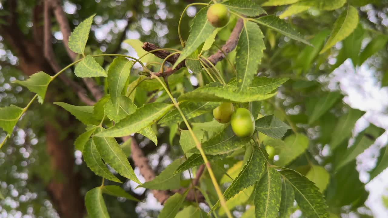 close up of a neem tree branch with clusters of ripe neem fruits,