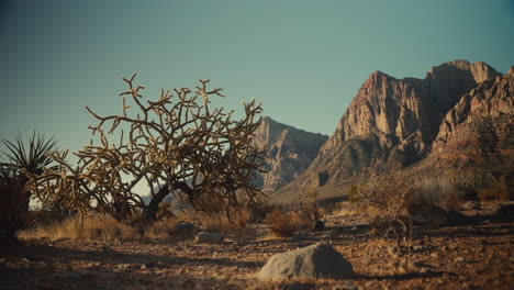 paisaje desértico con cactus y montañas