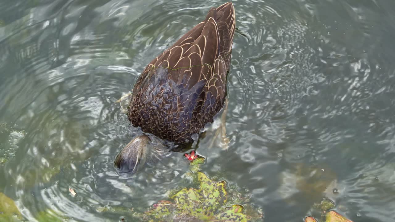 fotografía de cerca del pato negro salvaje del pacífico nadando en el lago, sumergiendo su cabeza y cuello bajo el agua, buceando y buscando plantas acuáticas en un entorno de humedales