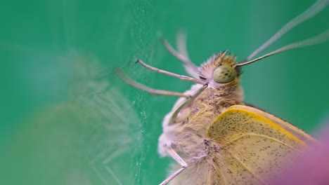close-up of a pieris brassicae butterfly on a vibrant green background