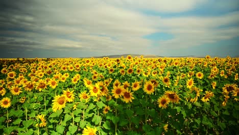 Drone-video-of-sunflower-field-in-a-beautiful-evening-sunset