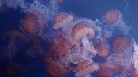 moon jellyfish in aquarium