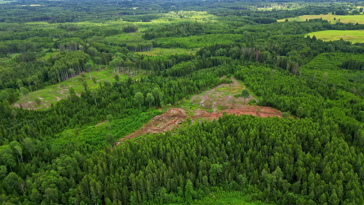 Stort skovområde fældes, droneoptagelse fra luften