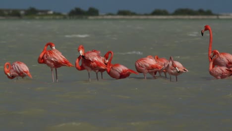flamenco 77